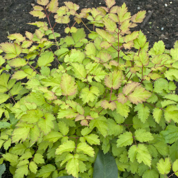 Astilbe x 'Amber Moon'