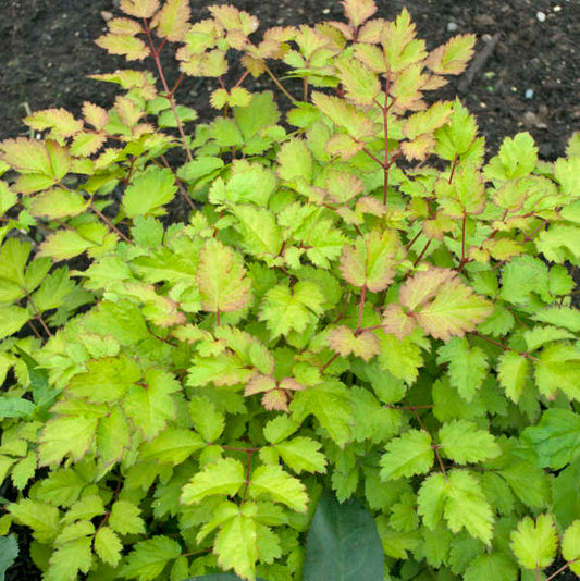 Astilbe x 'Amber Moon'