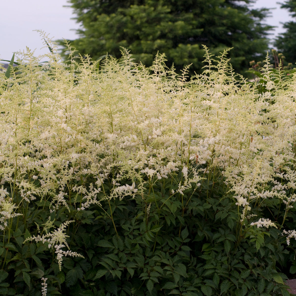 Astilbe arendsii 'Bridal Veil'