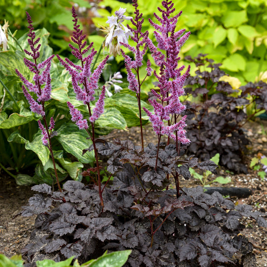 Astilbe chinensis  'Dark Side of the Moon'