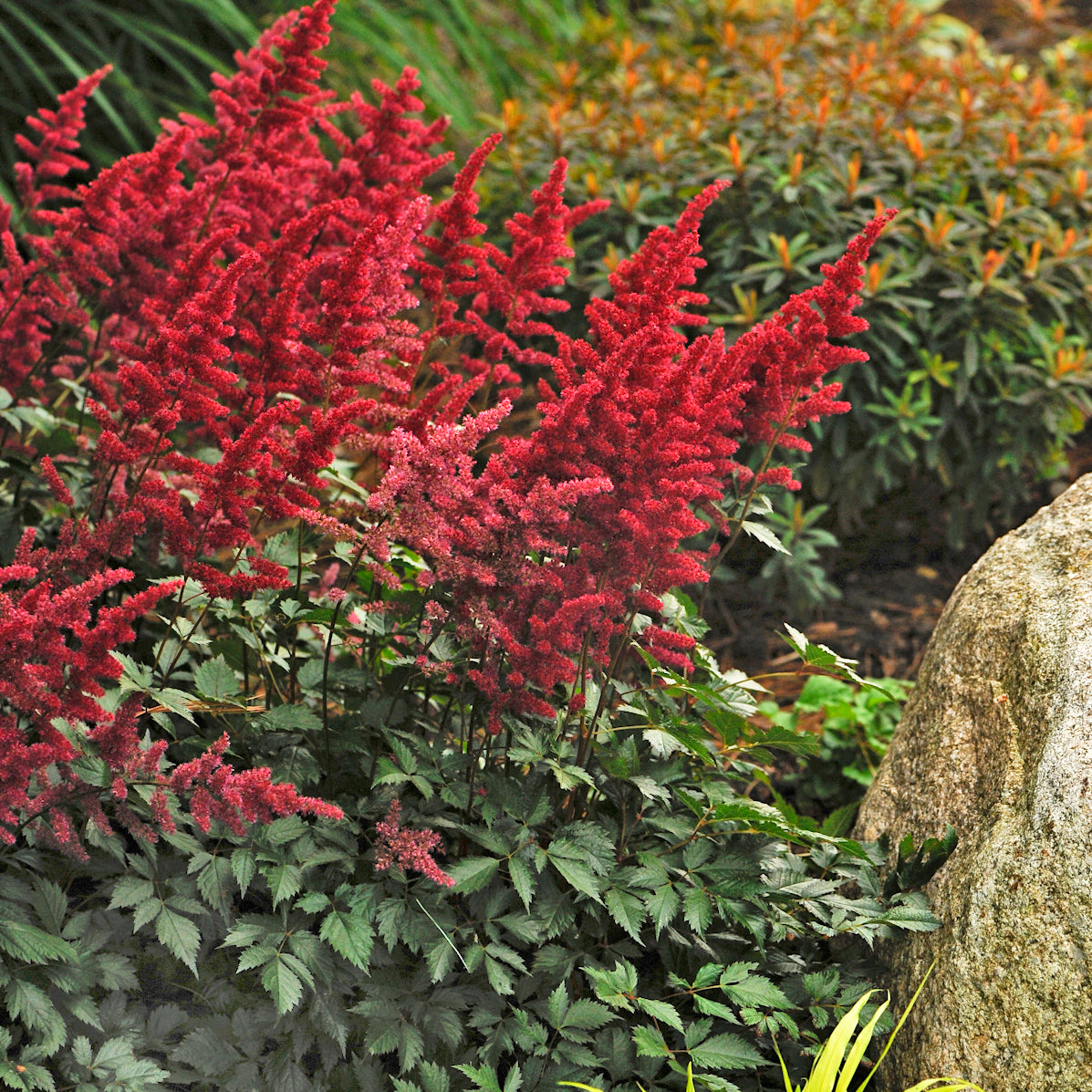 Astilbe arendsii 'Fanal'