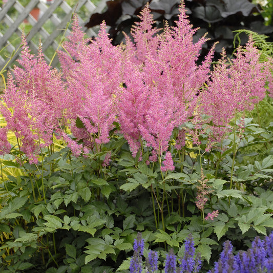 Astilbe japonica 'Rheinland'