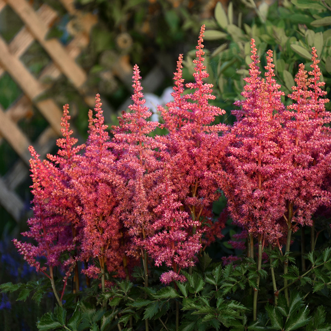 Astilbe chinensis 'Rise and Shine'