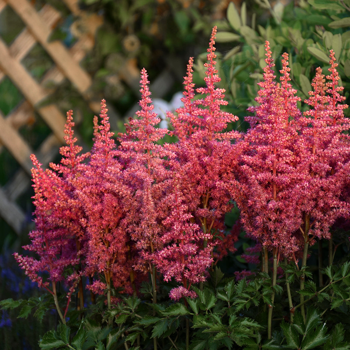 Astilbe chinensis  'Rise and Shine'