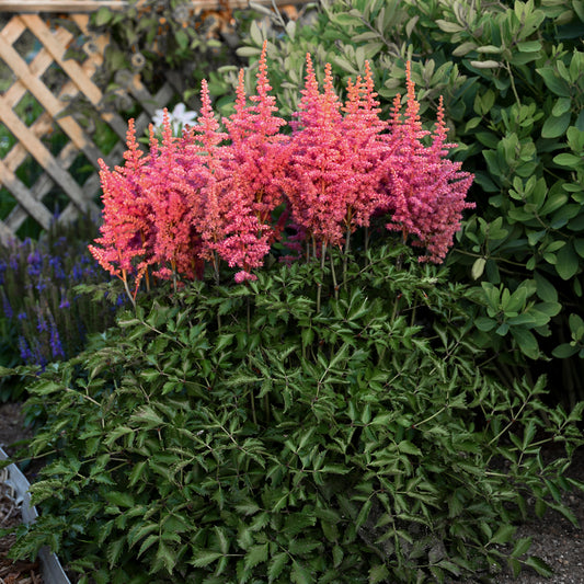 Astilbe chinensis  'Rise and Shine'