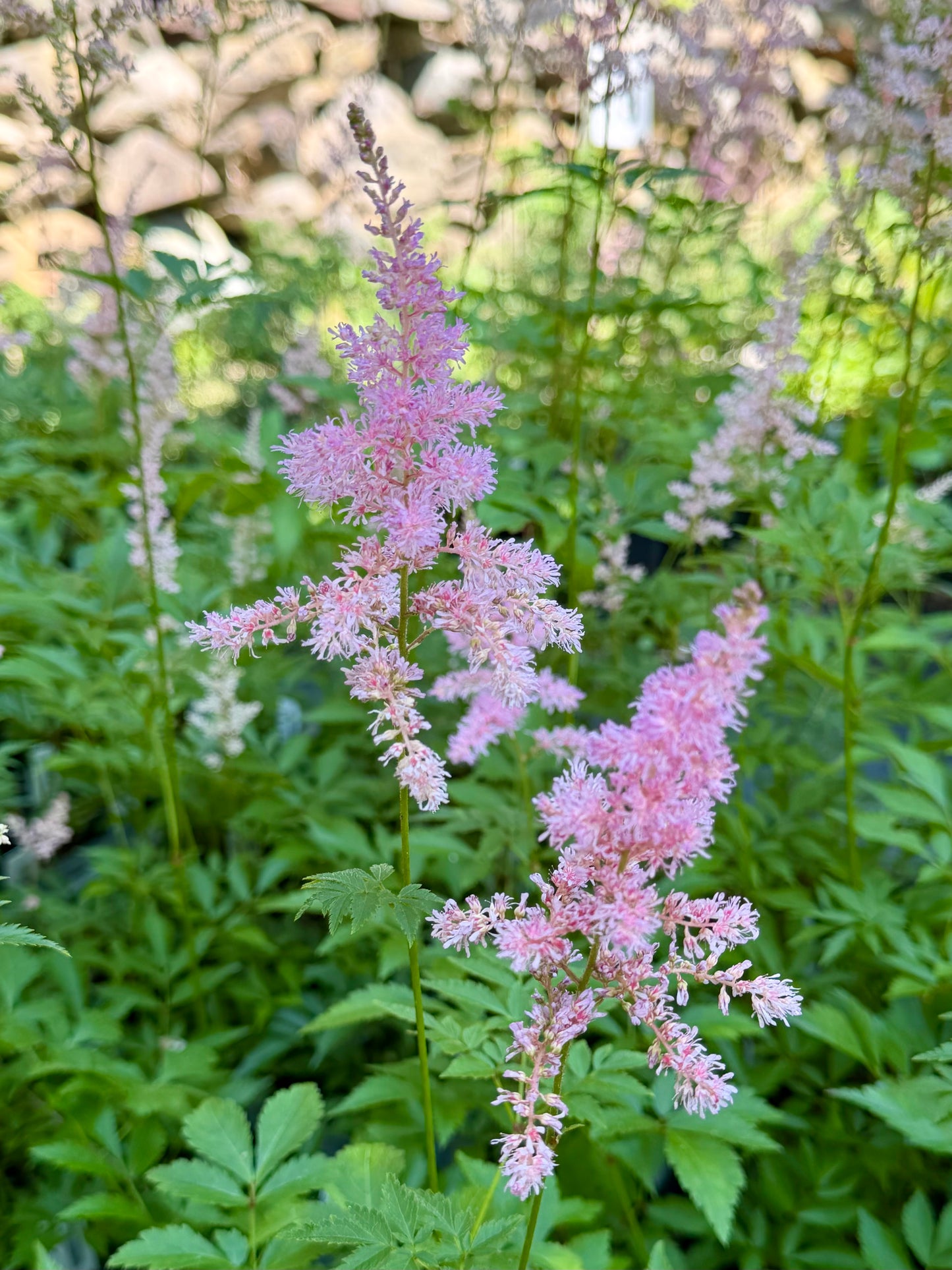 Pink astilbe flower spikes blooming in a garden among green foliage.