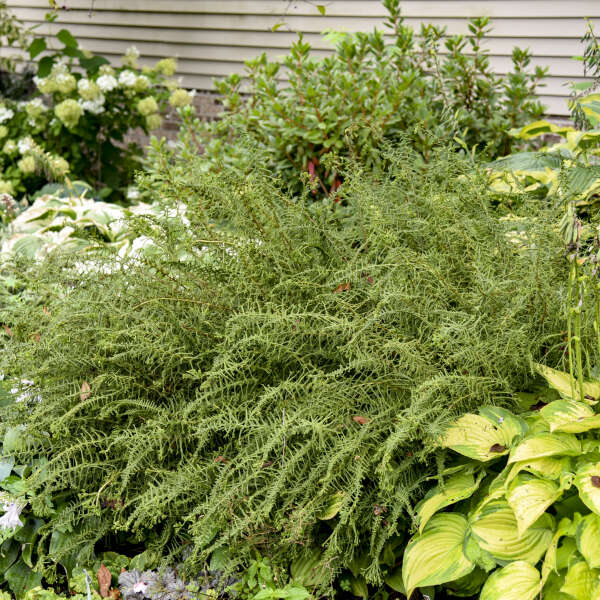 Athyrium filix-femina 'Victoriae' (Lady Fern)