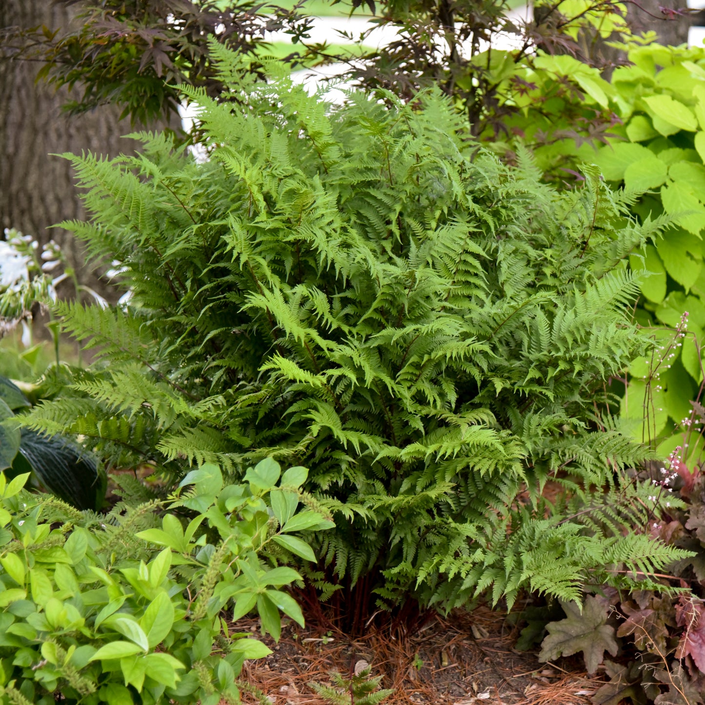 Athyrium filix-femina 'Lady in Red'