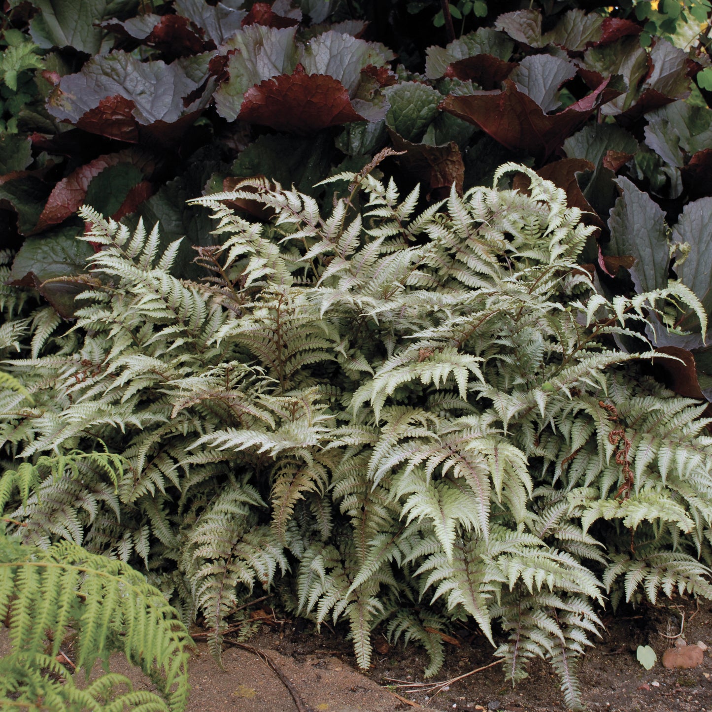 Athyrium niponicum var. pictum