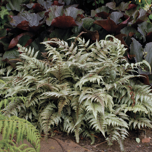 Athyrium niponicum var. pictum