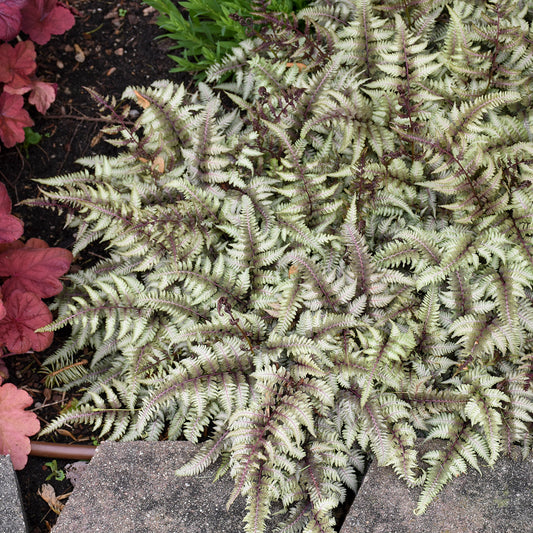 Athyrium niponicum var. pictum