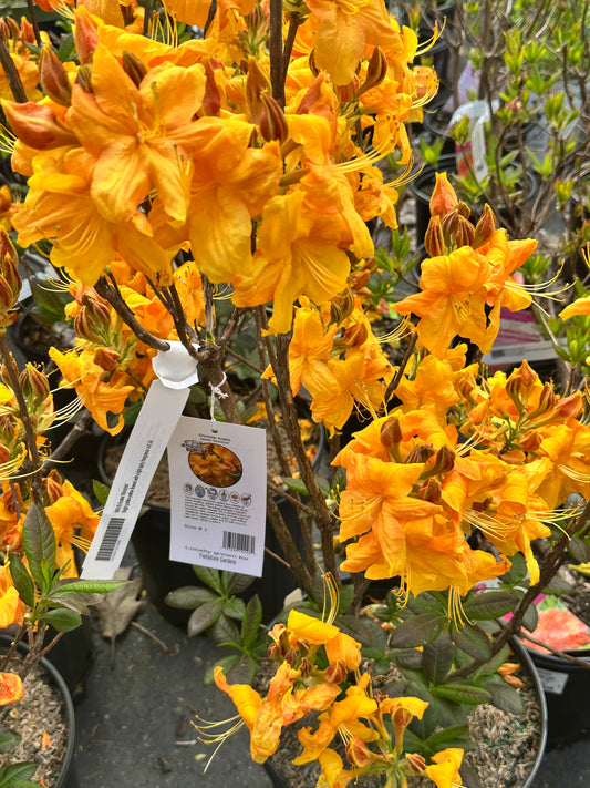 Yellow-orange flowers on an Azalea shrub