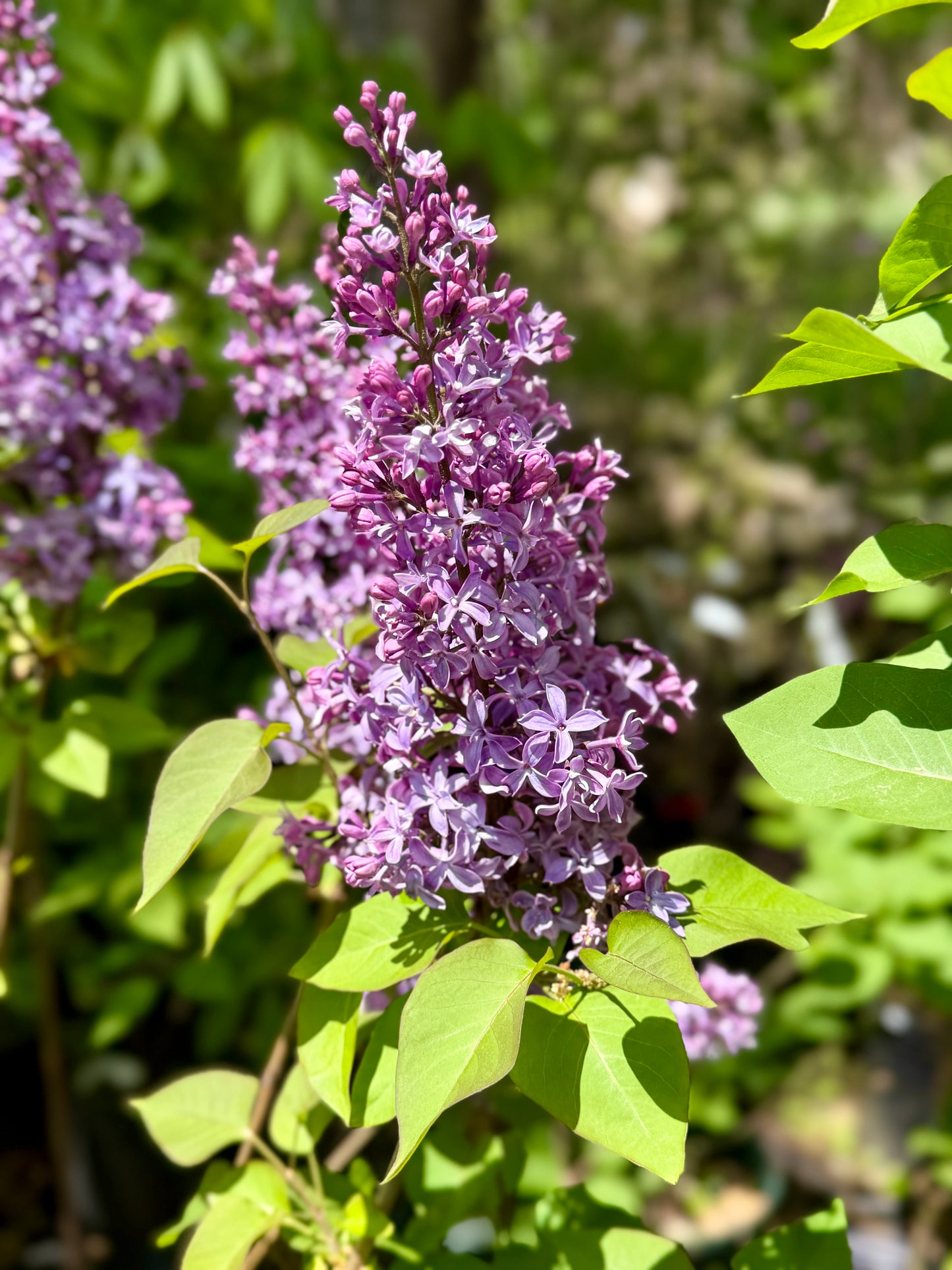 Syringa vulgaris 'Virtual Violet'