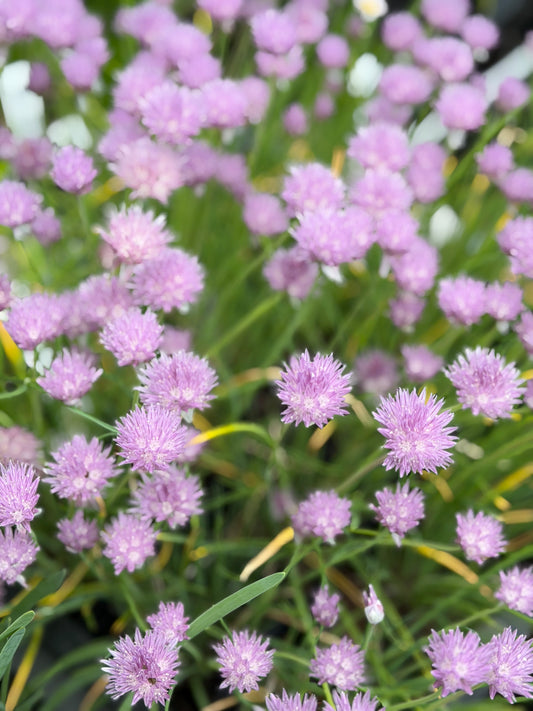 Allium schoenoprasum (Garden Chives)