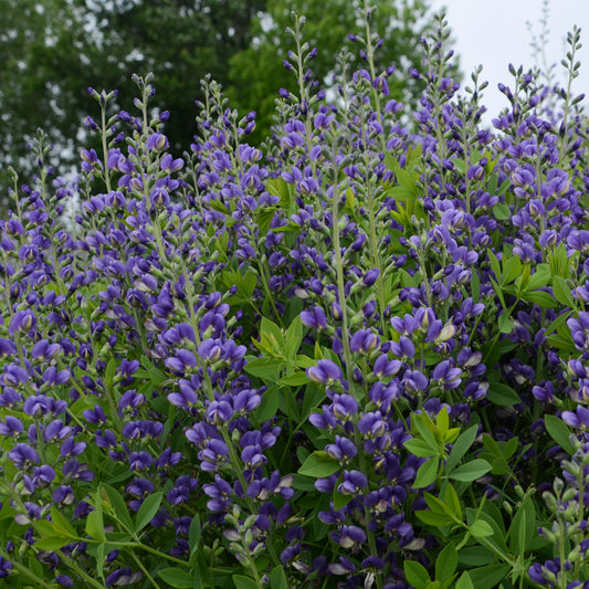 Baptisia Decadence® Series  'Blueberry Sunday'