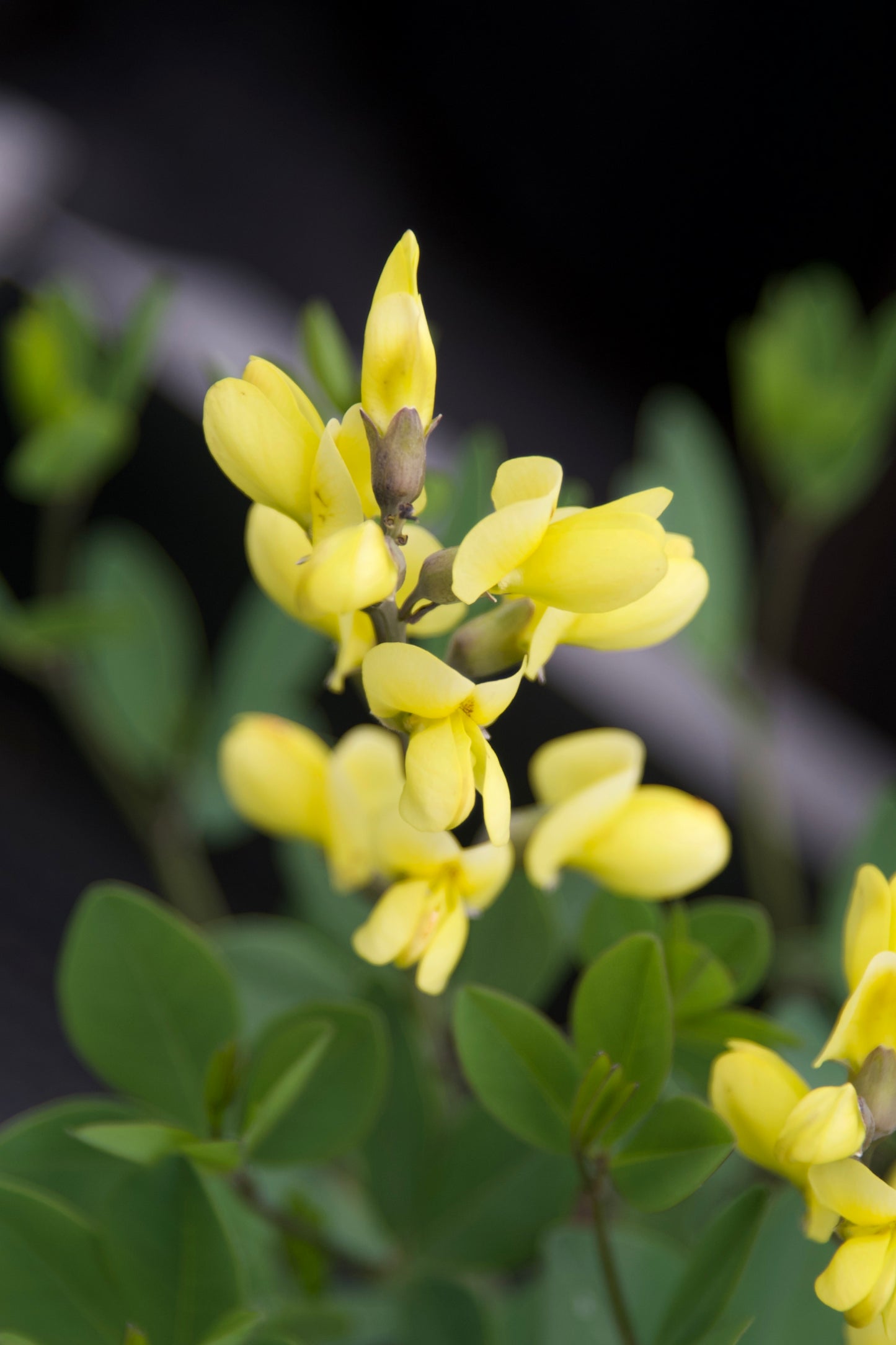 Baptisia Decadence® Series 'Lemon meringue'