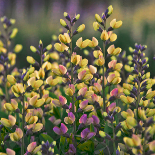 Baptisia Decadence® Series 'Pink Lemonade'