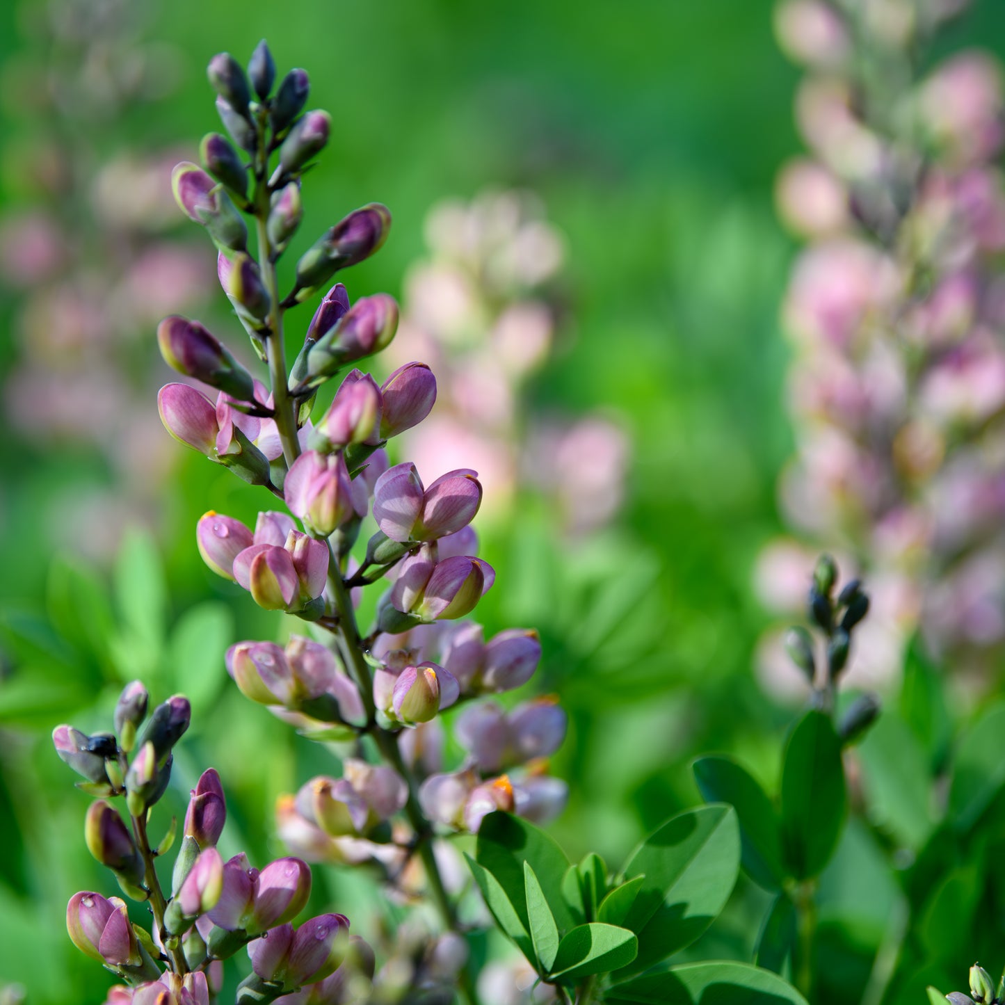 Baptisia 'Pink Truffles'