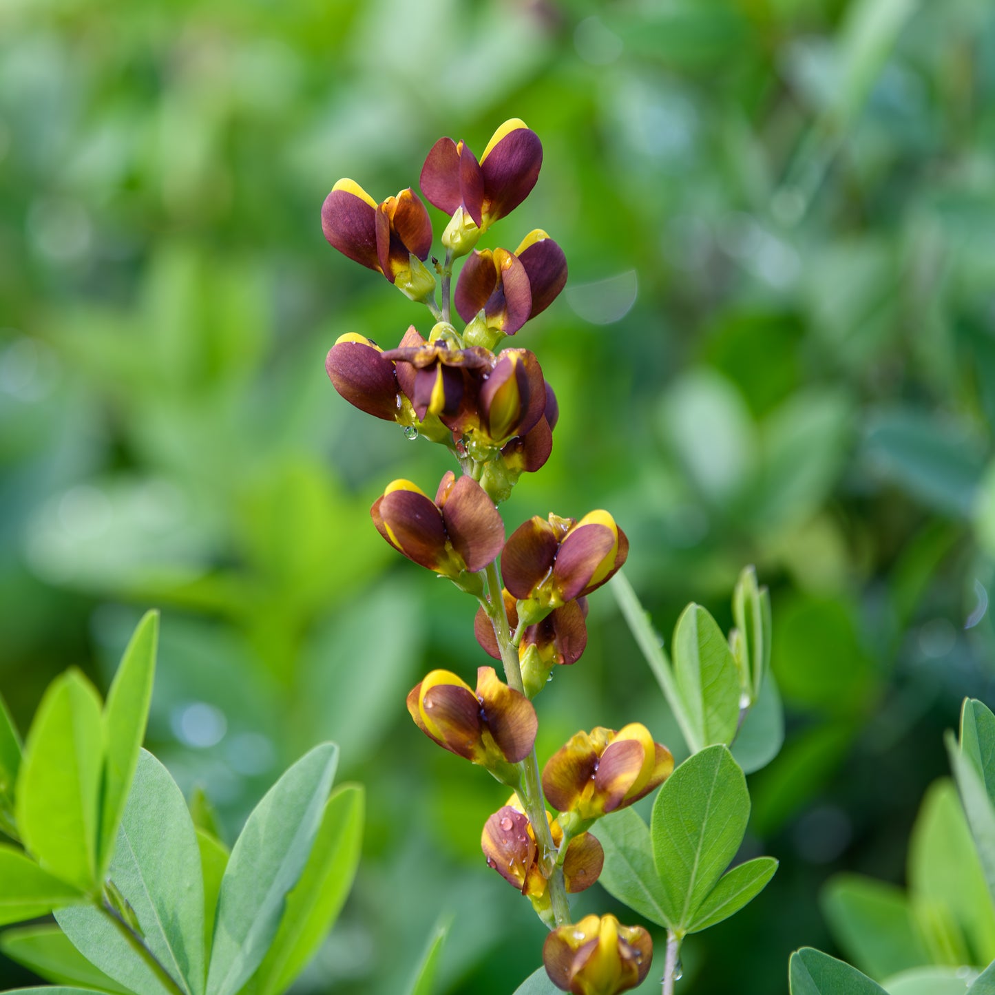 Baptisia x 'Honey Roasted'