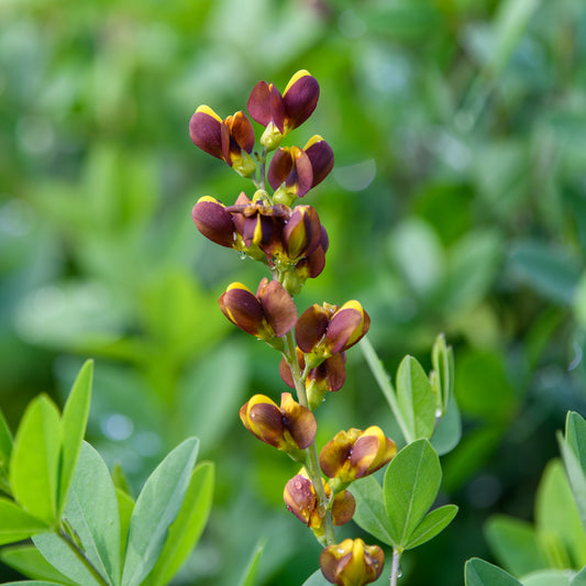 Baptisia x 'Honey Roasted' (False Indigo)