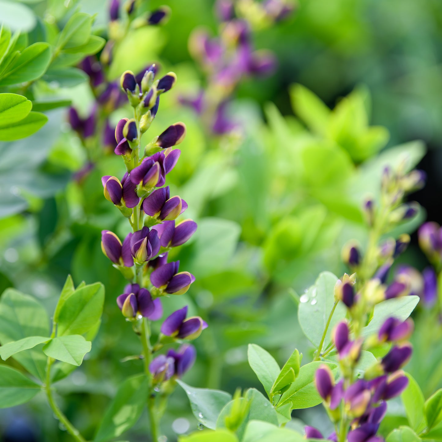 Baptisia x 'Indigo Spires'