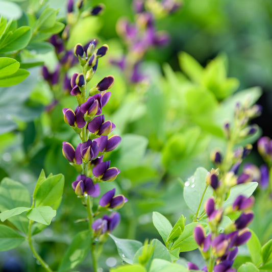 Baptisia x 'Indigo Spires' (False Indigo)