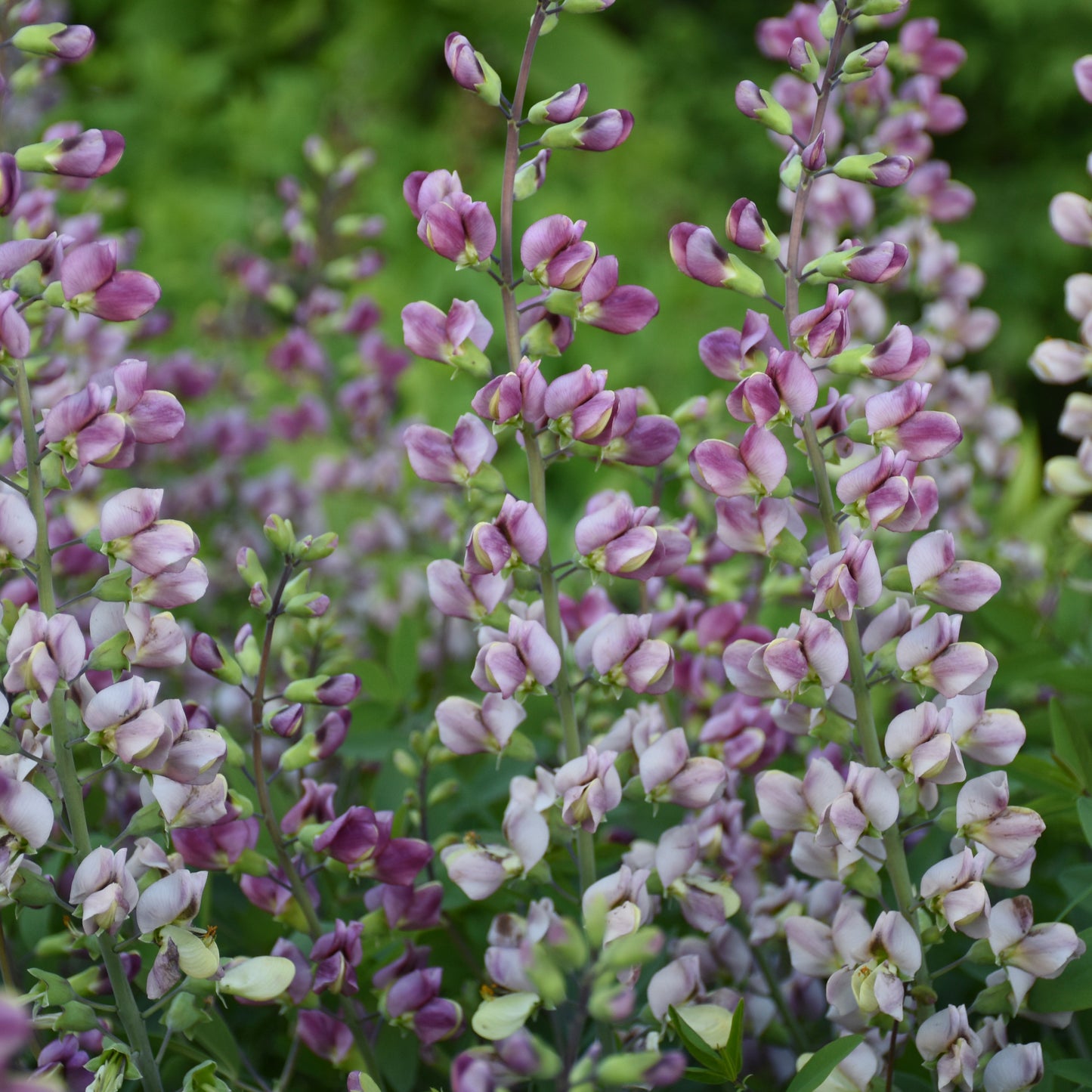 Baptisia x 'Plum Rosy'