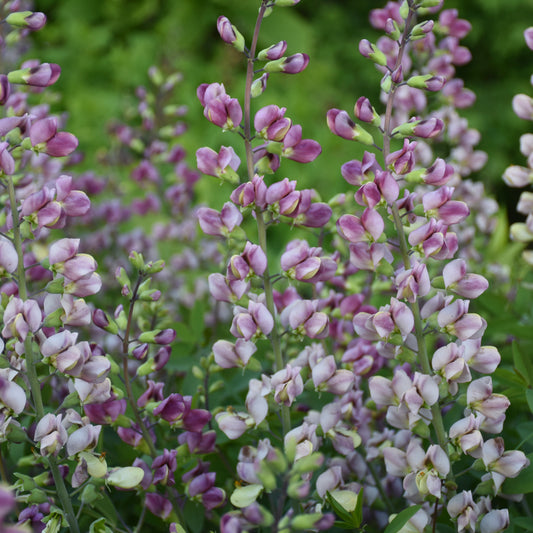 Baptisia x  'Plum Rosy'