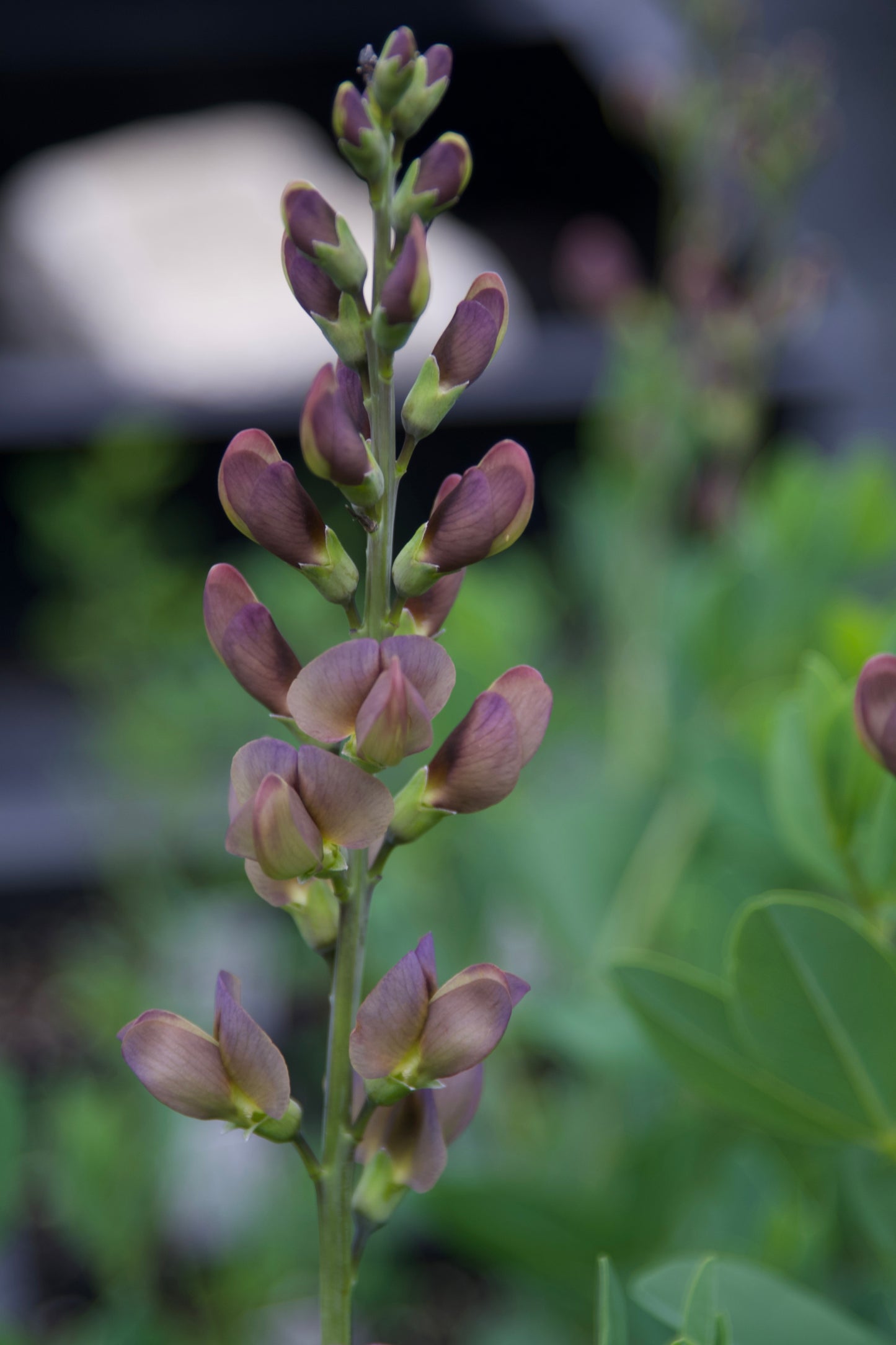 Baptisia x 'Twilite Prairieblues'?