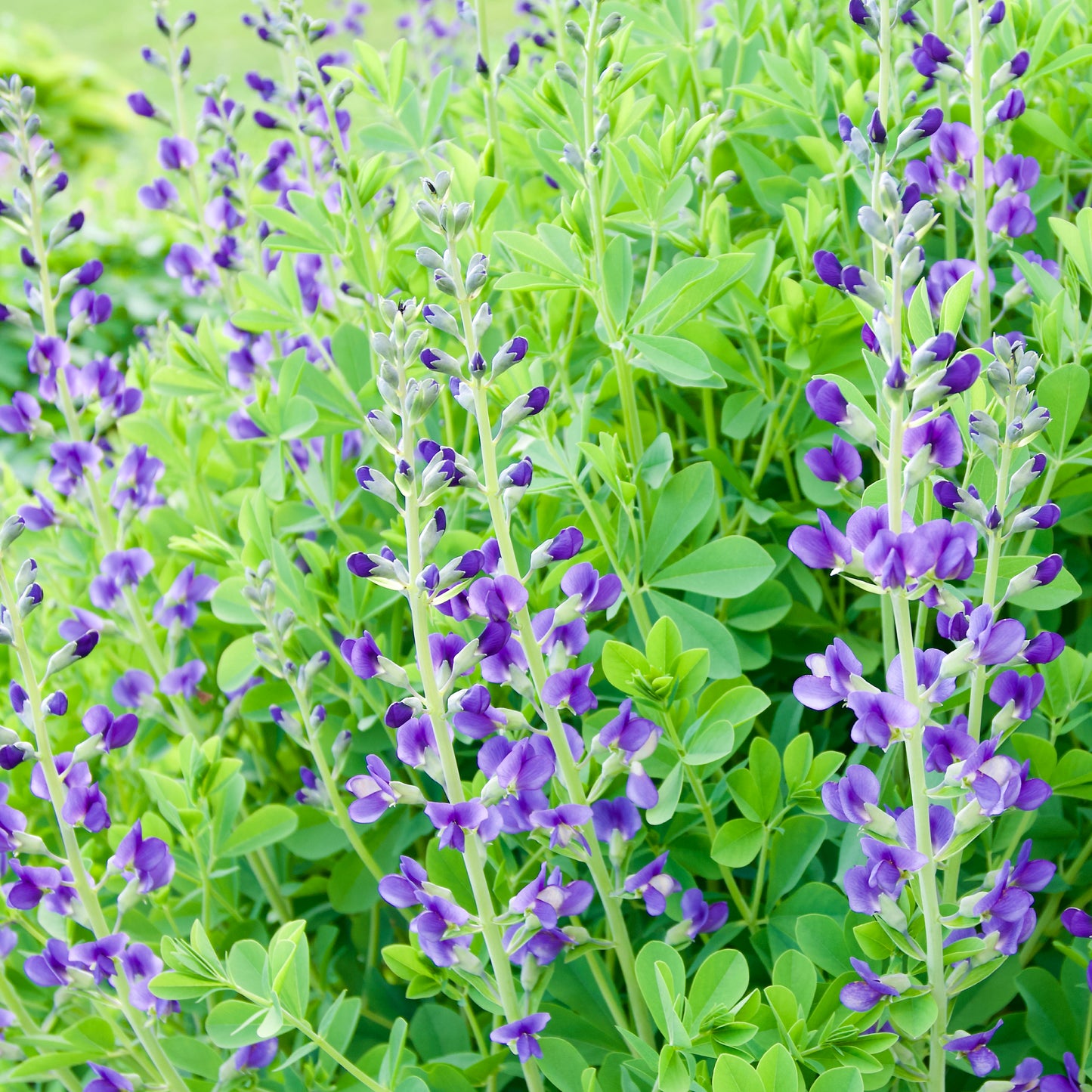 Baptisia Decadence® Series 'Sparkling Sapphires'