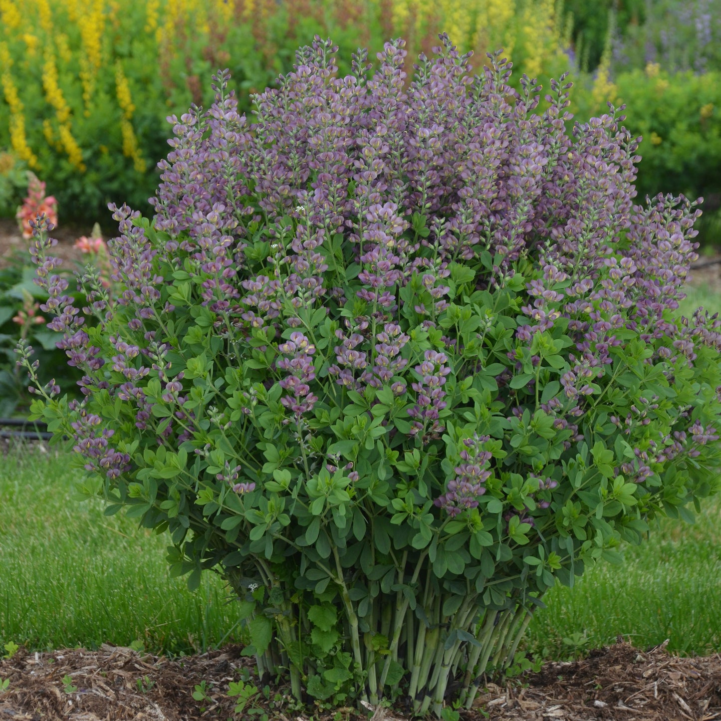 Baptisia 'Violet Dusk'