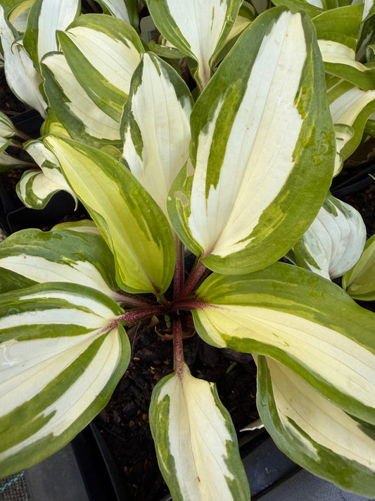 Hosta 'Raspberry Sundae'