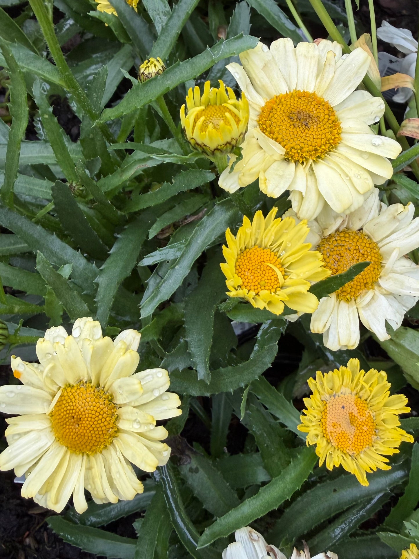 Leucanthemum maximum 'Sweet Daisy® Izabel'