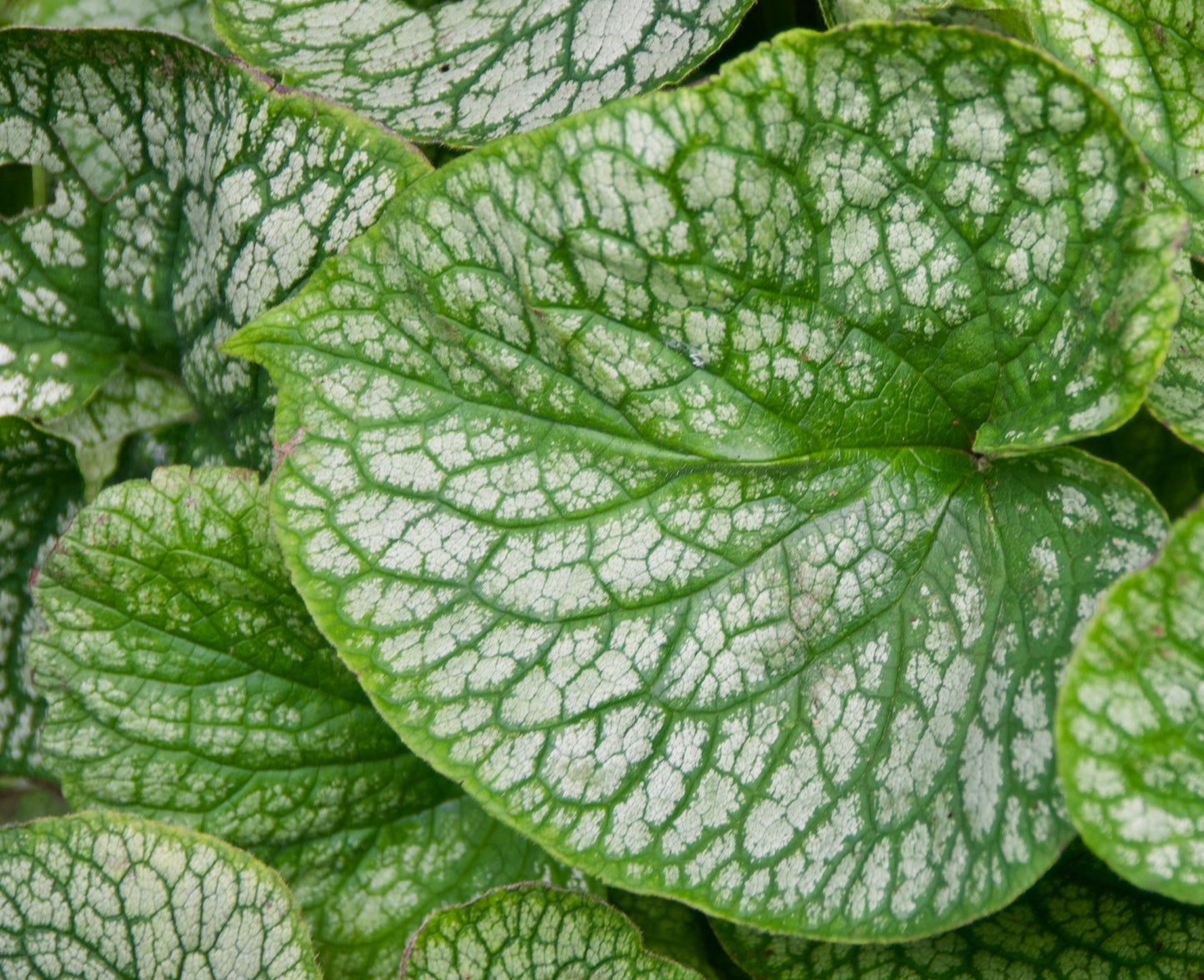 Brunnera Macrophylla 'Alexander's Great'