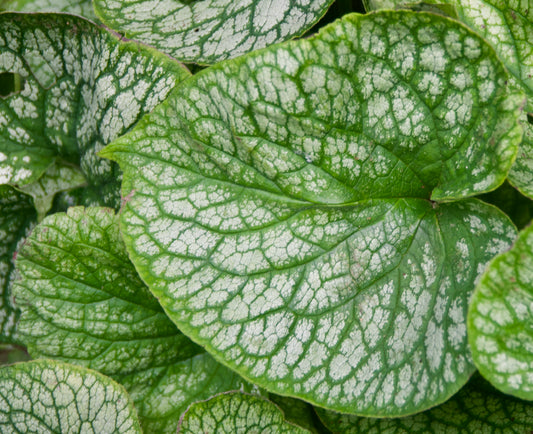 Brunnera Macrophylla  'Alexander's Great'