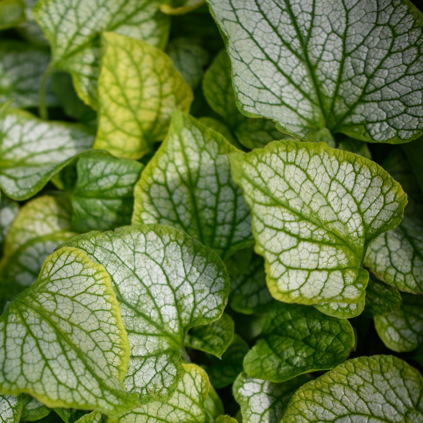 Brunnera macrophylla 'Frostbite'
