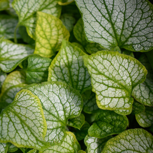 Brunnera macrophylla 'Frostbite'