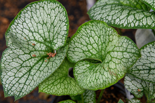 Brunnera macrophylla 'Queen of Hearts'