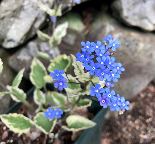 Brunnera macrophylla 'Variegata'