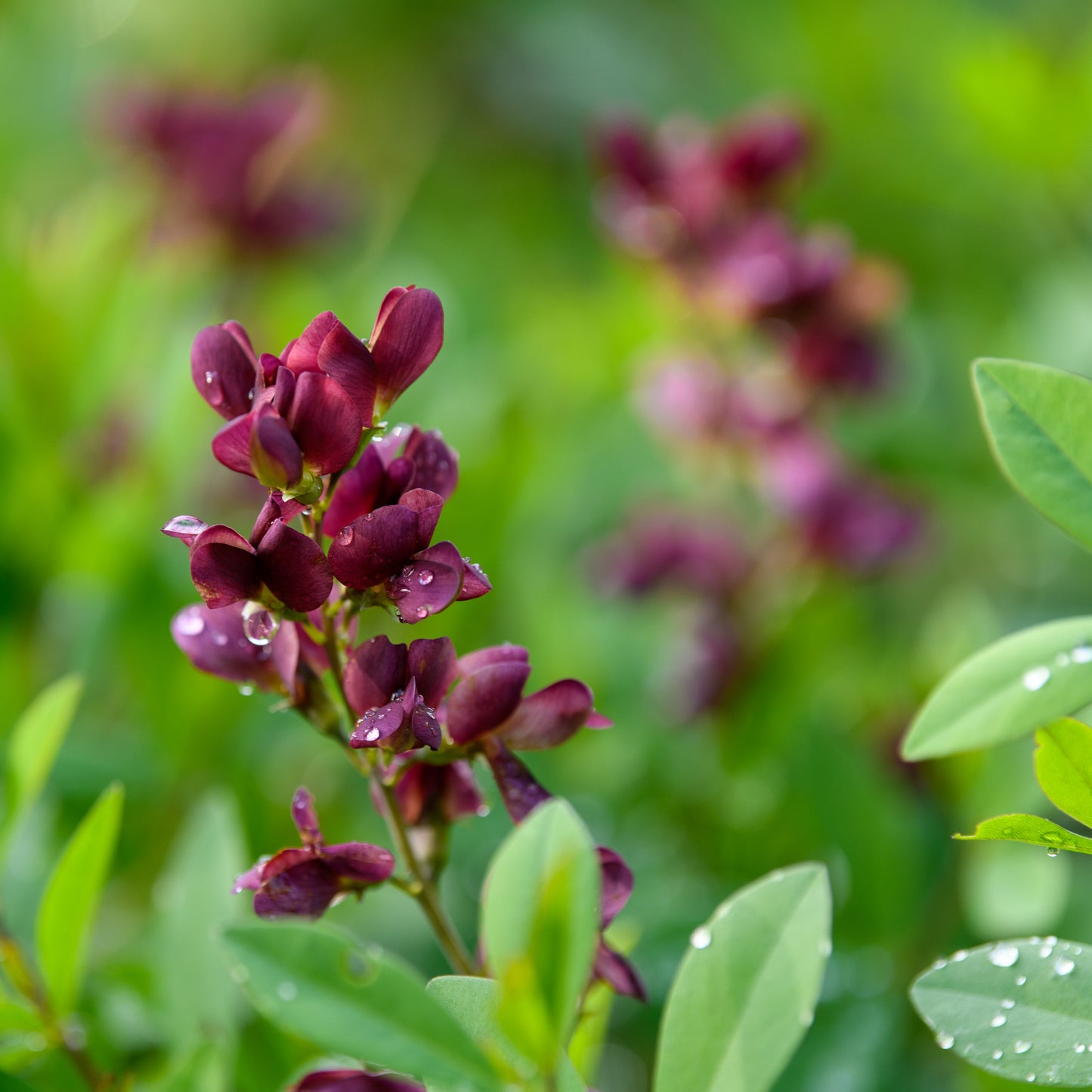 Baptisia x 'Burgundy Blast'