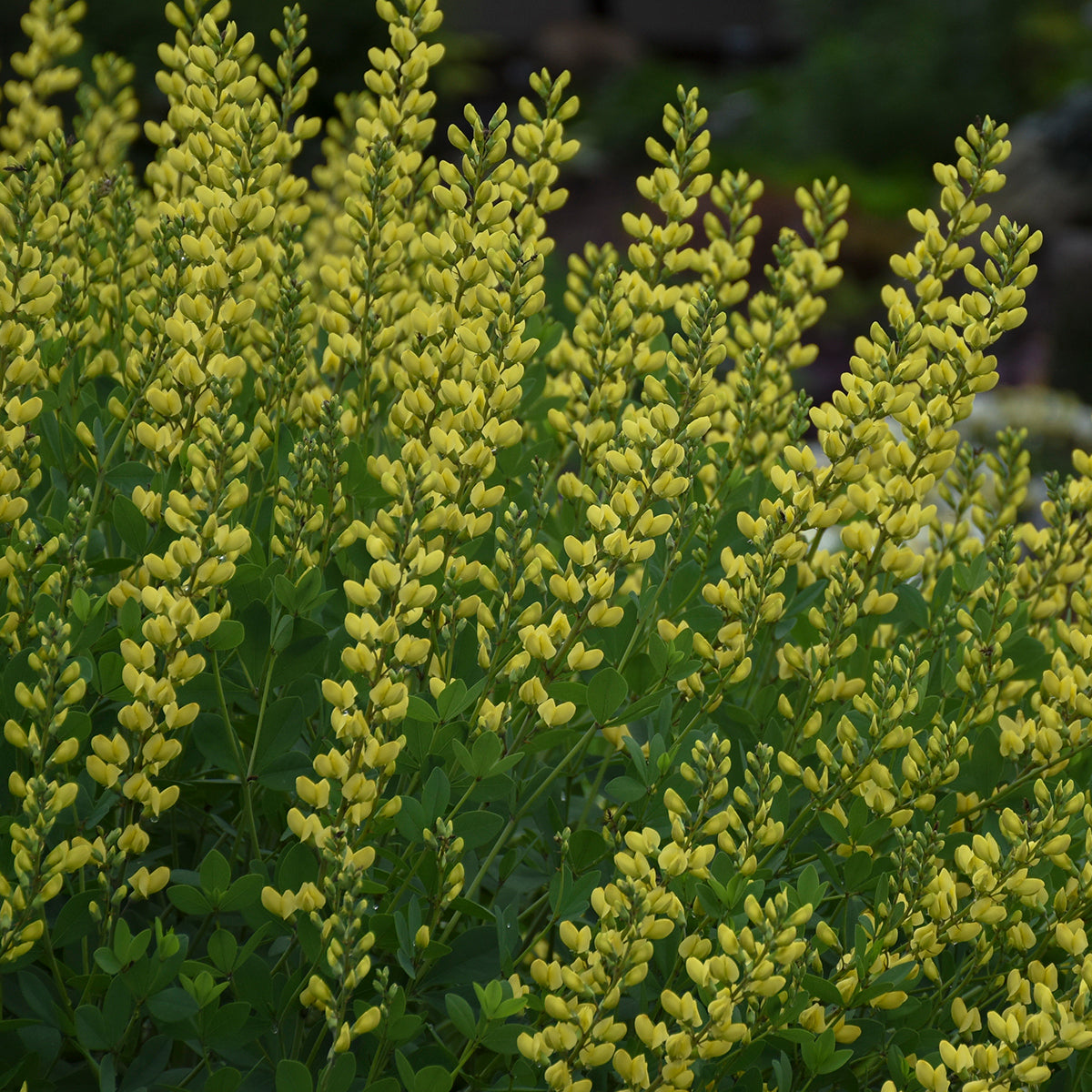 Baptisia x 'American Goldfinch'