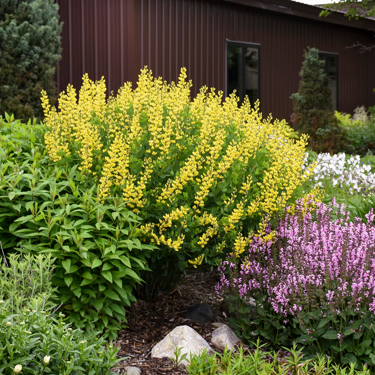 Baptisia x 'American Goldfinch'