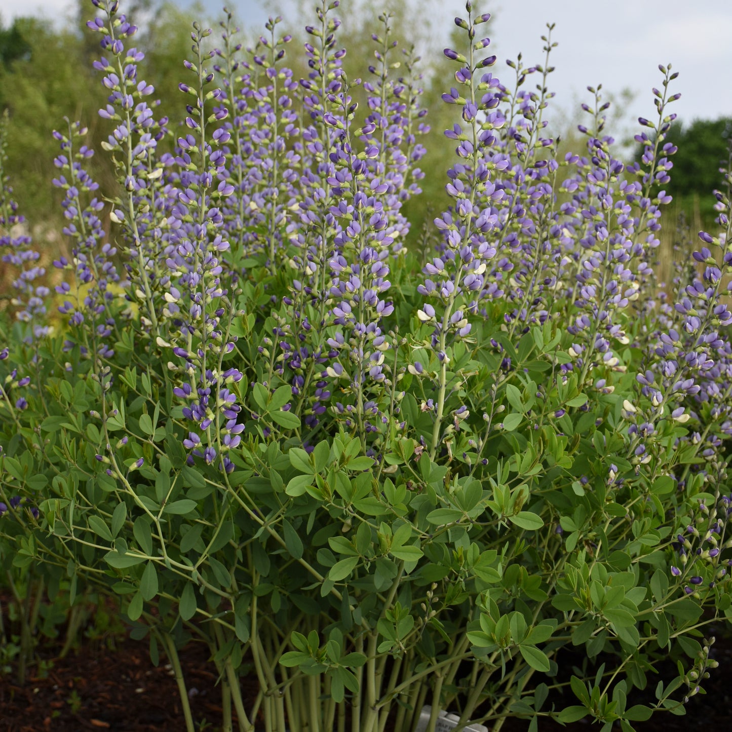 Baptisia x 'Blue Bubbly'