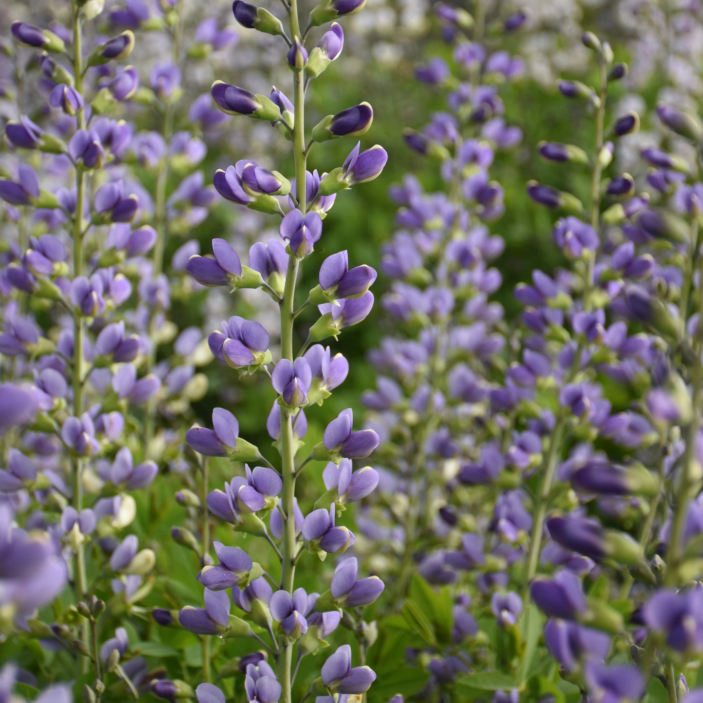Baptisia x 'Blue Bubbly'