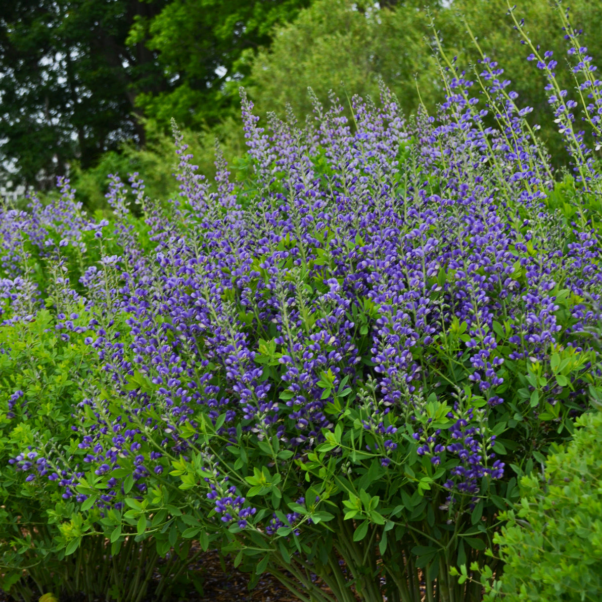 Baptisia 'Blueberry Sundae'