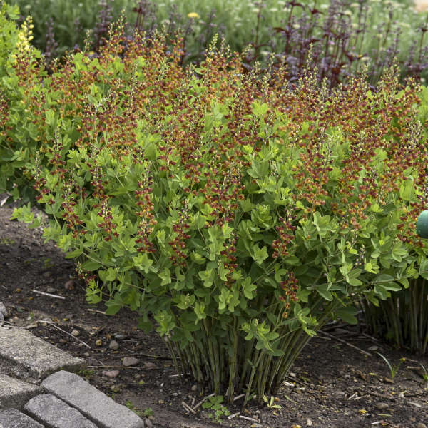 Baptisia 'Cherries Jubilee' (False Indigo)