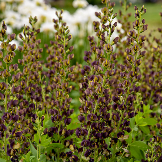 Baptisia x 'Dark Chocolate'