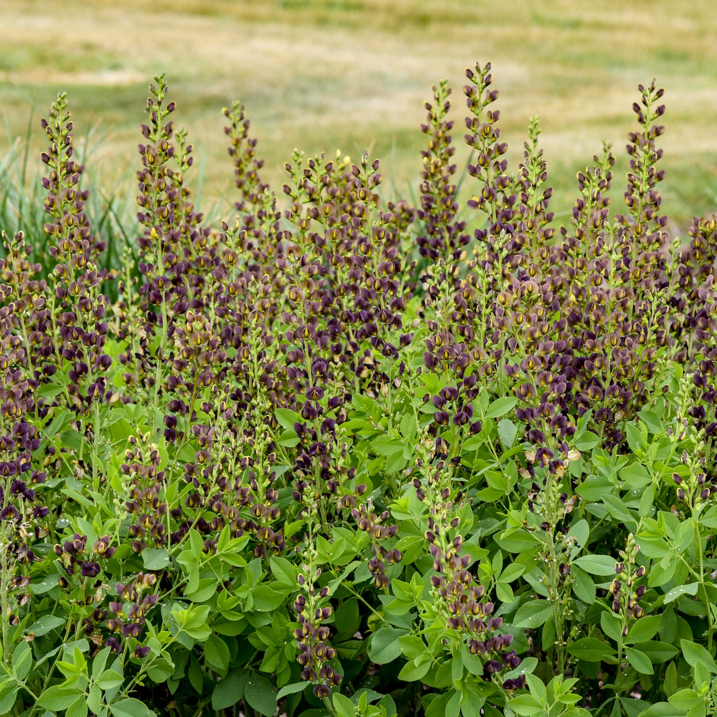 Baptisia x 'Dark Chocolate'