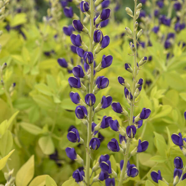 Baptisia 'Golden Anniversary'