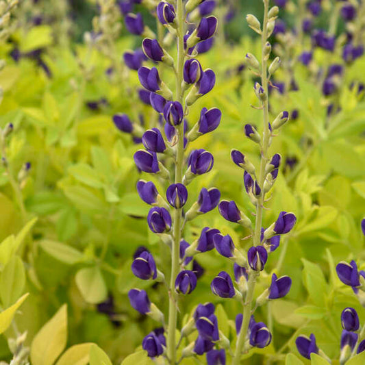 Baptisia 'Golden Anniversary' (False Indigo)